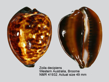 Zoila decipiens (5).jpg - Zoila decipiens (E.A.Smith,1880)